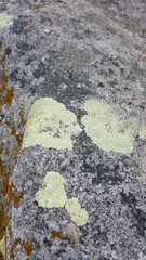 Protoparmeliopsis pinguis