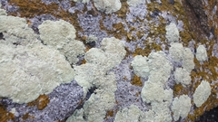 Protoparmeliopsis pinguis