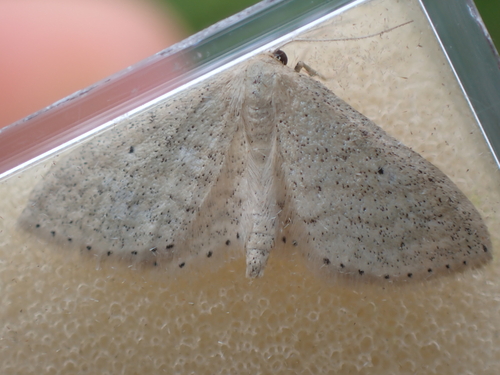 Idaea sylvestraria