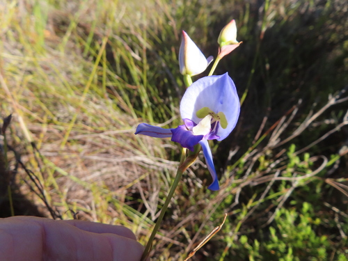 Image of Disa graminifolia by (c) linkie, some rights reserved (CC BY)