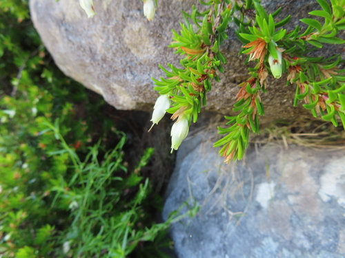 Image of Erica sociorum by (c) linkie, some rights reserved (CC BY)