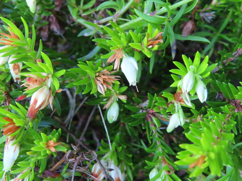 Image of Erica sociorum by (c) linkie, some rights reserved (CC BY)