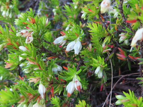 Partner Heath (Erica sociorum)