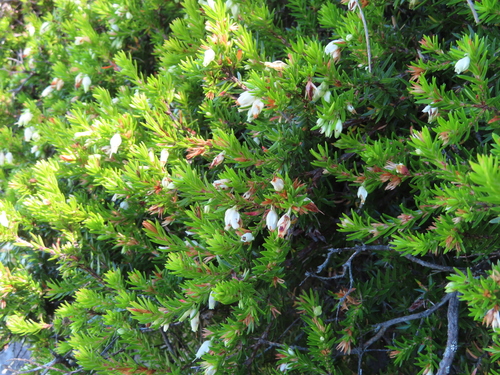 Image of Erica sociorum by (c) linkie, some rights reserved (CC BY)
