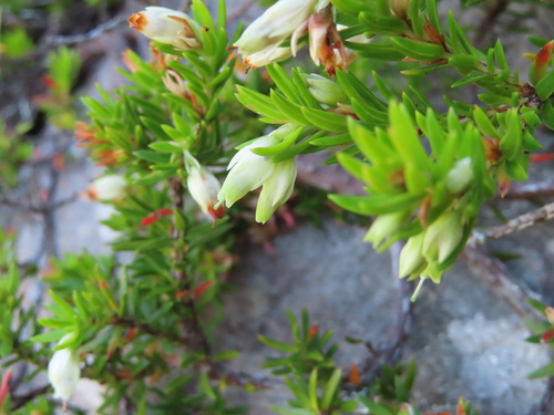 Image of Erica sociorum by (c) linkie, some rights reserved (CC BY)