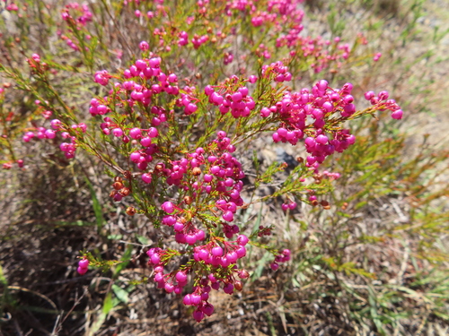 Image of Erica multumbellifera by (c) linkie, some rights reserved (CC BY)