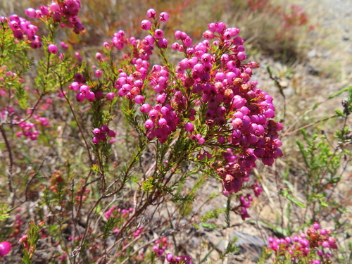 Image of Erica multumbellifera by (c) linkie, some rights reserved (CC BY)