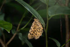 Epobeidia tigrata tigrata