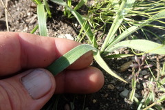 Chlorophytum transvaalense