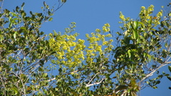 Banisteriopsis nummifera