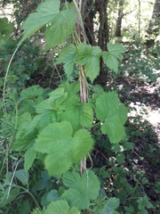 Humulus lupulus