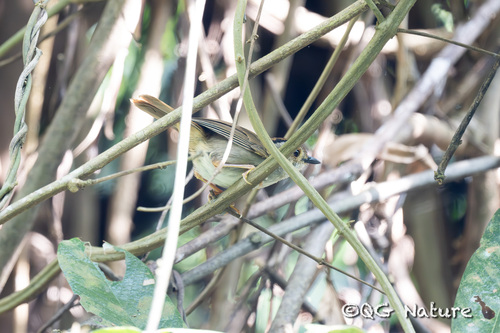 Dusky Fulvetta (Schoeniparus brunneus), photo 2