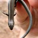 Alai False Snake-eyed Skink - Photo (c) Alexander A. Fomichev, some rights reserved (CC BY), uploaded by Alexander A. Fomichev