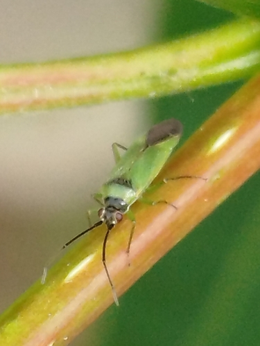 Orthotylus virens