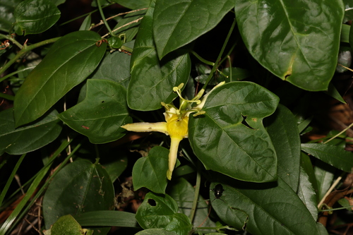 Image of Passiflora herbertiana by (c) Greg Tasney, some rights reserved (CC BY-SA)