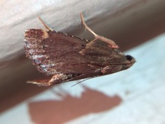 Hypsopygia intermedialis