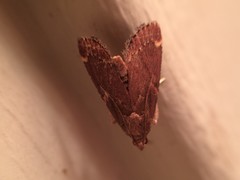 Hypsopygia intermedialis