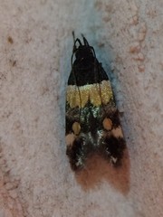 Triclonella determinatella