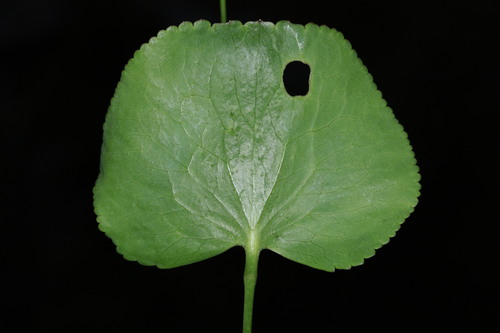 Image of Ranunculus thora by (c) Fabian Brambach, some rights reserved (CC BY)