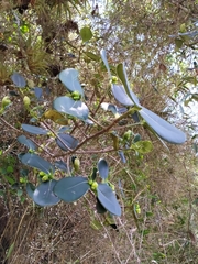 Clusia multiflora