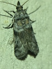 Amyelois transitella