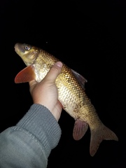 Moxostoma macrolepidotum