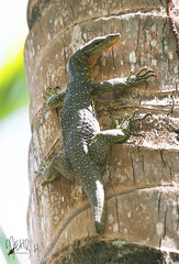 Tanimbar Monitor photo 1