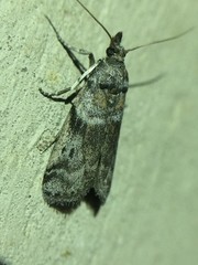 Amyelois transitella