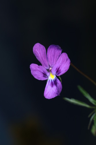 Image of Viola dubyana by (c) Fabian Brambach, some rights reserved (CC BY)