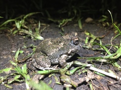 Tomopterna cryptotis