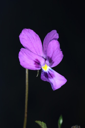 Image of Viola dubyana by (c) Fabian Brambach, some rights reserved (CC BY)