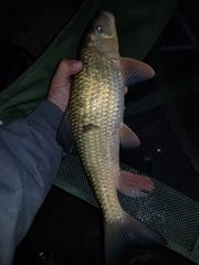 Moxostoma erythrurum