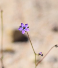 Gilia tenuiflora tenuiflora