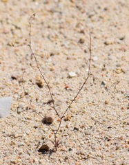 Nemacladus secundiflorus robbinsii