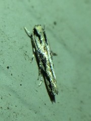 Melanocinclis lineigera