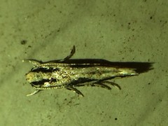 Melanocinclis lineigera