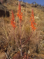 Aloe longibracteata