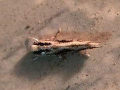 Melanocinclis lineigera