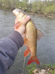 Moxostoma macrolepidotum