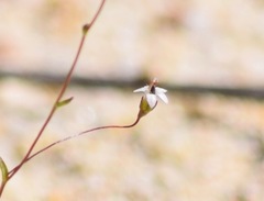 Nemacladus secundiflorus robbinsii