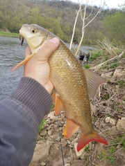 Moxostoma macrolepidotum