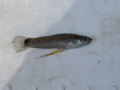 Pseudoxiphophorus bimaculatus