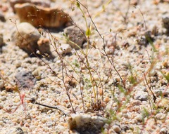 Nemacladus secundiflorus robbinsii