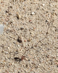 Nemacladus secundiflorus robbinsii