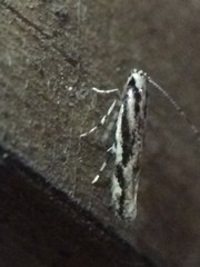 Melanocinclis lineigera