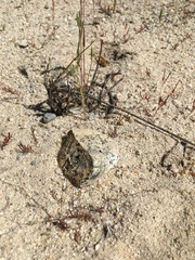 Nemacladus secundiflorus robbinsii