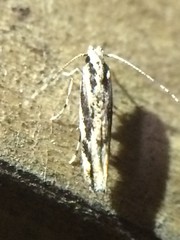 Melanocinclis lineigera