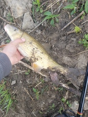 Moxostoma erythrurum