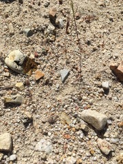 Nemacladus secundiflorus robbinsii