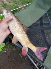 Moxostoma macrolepidotum